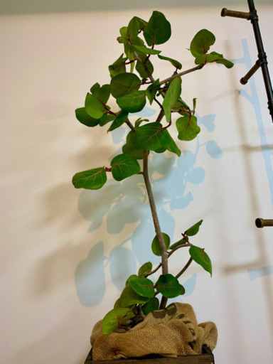 湾曲した観葉植物　シーグレープ?