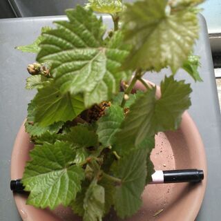 一才山ブドウの挿し木苗（１苗） 山ブドウ 挿し木苗 一才