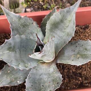 観葉植物　アガベ　オバティフォリア　フロスティブルー