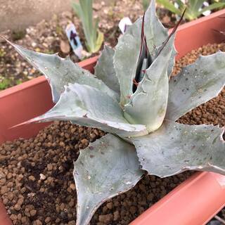 観葉植物　アガベ　オバティフォリア　フロスティブルー