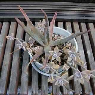 多肉植物　サボテン　✿アロエ