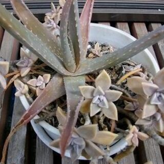 多肉植物　サボテン　✿アロエの画像