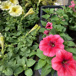 花の無人販売してます。