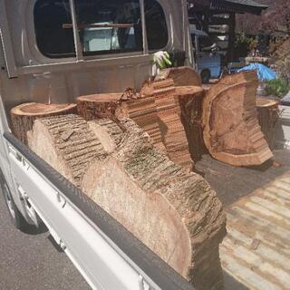 切った杉の木あげます