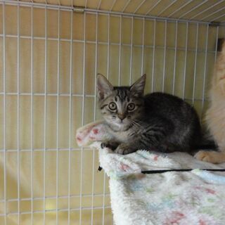 里親さん募集します。可愛い猫たちを幸せに。