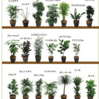 観葉植物探してます。