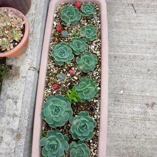 七福神　多肉植物　エケベリア