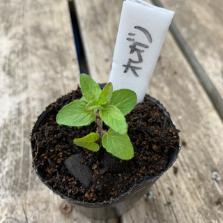 オレガノ 植物苗  ハーブ