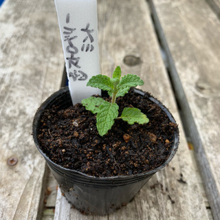 ストロベリーミント 植物苗 ミント 希少 人気