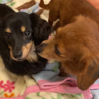 飼えなくなったワンコの相談に乗ります（無料）
