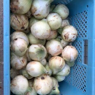 白石産新たまねぎ　10キロ