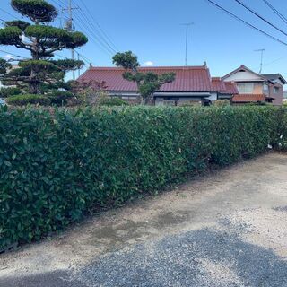 庭木・植込みの剪定をしてお庭スッキリ♪