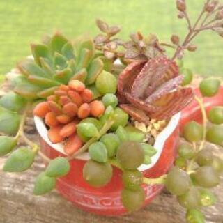 多肉植物　寄せ植　ドレッシング器赤