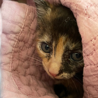 サビ猫ちゃんの里親様が決まりました！