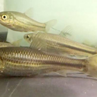※🐟メダカ・ヌマエビ・ドジョウ・タニシ・モロコ・フナ・金魚・コイ・水草etc...【生体】※の画像