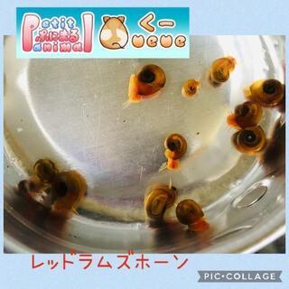 レッドラムズホーン　1匹10円♫🐹