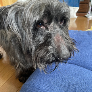 迷い犬保護してます