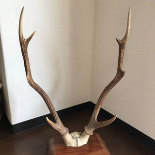 値下げしました】鹿の角
