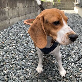 ビーグルの里親さんを探しています − 福岡県