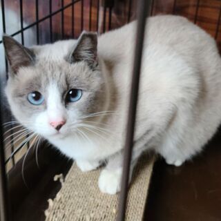 保護猫を迎えよう！No.112ちゃん！♀️