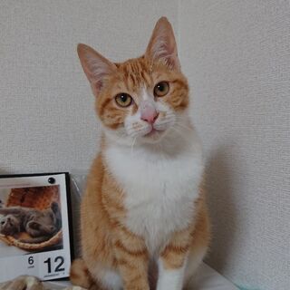 一生涯大切にしてくださる里親さん募集中！