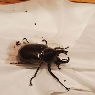 フローレンシスニセヒメカブトＷペア♂️♂️♀️♀️