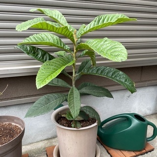 【お取引中】枇杷　鉢植え