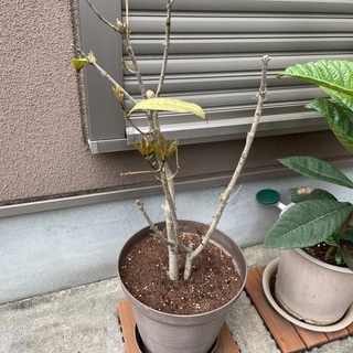 金木犀　キンモクセイ