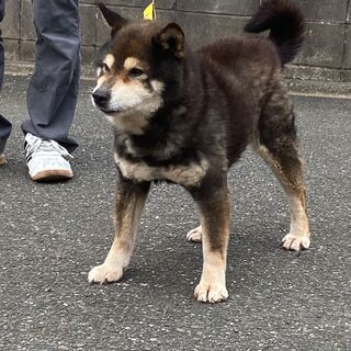 里親決定！お散歩大好き黒柴くん - 犬