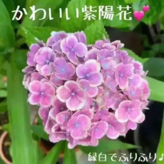 【数量限定】縁白ふりふり♪ 紫陽花 植物苗 希少 挿し木 大人気
