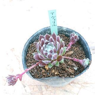 アヴェリル 多肉植物