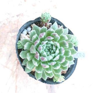 フロド 多肉植物
