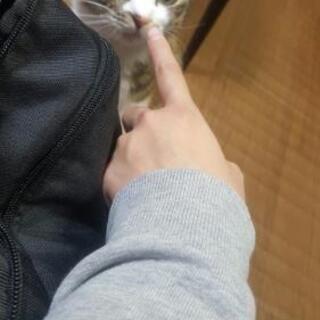 三毛猫のみーこちゃん