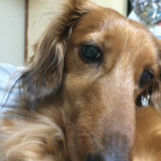 愛犬の(T . T)お手元供養
