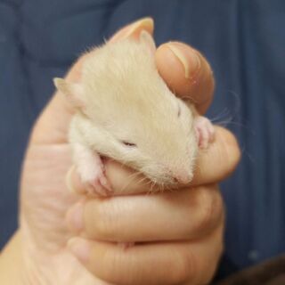 ファンシーラットの赤ちゃん