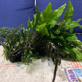 水草流木活着済みセット　レッドラムズボーン付き