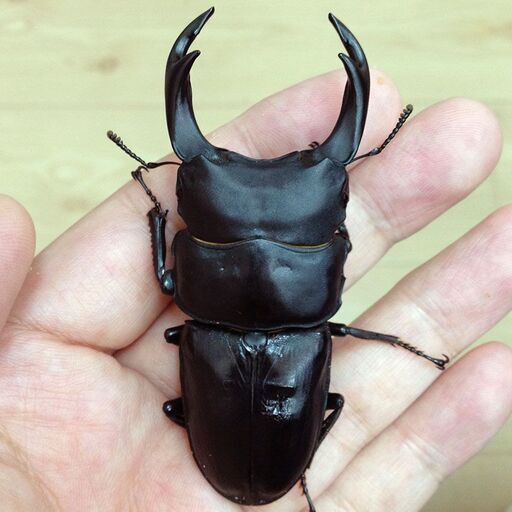 国産オオクワガタ 能勢YG 【 即ブリOK.未使用 】 ♂83mm・♀51.5mm