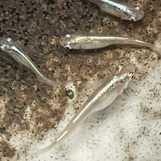 新緑光メダカ5匹