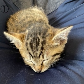 保護猫から仔猫が産まれました