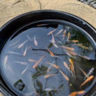 格安めだかの画像