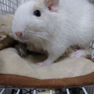 デグー　ホワイト♂（生後6か月）里親決まりました