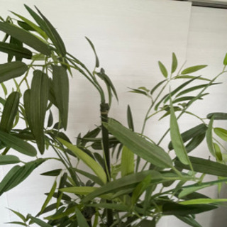 フェイクグリーン　観葉植物　竹　取り引き決定の画像