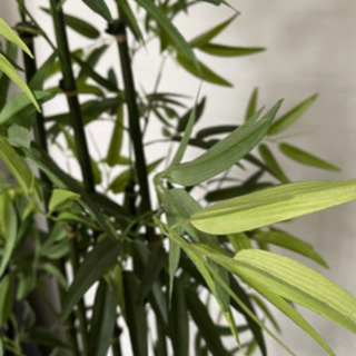 フェイクグリーン　観葉植物　竹　取り引き決定の画像