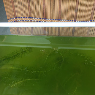 グリーンウォーターの画像
