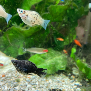 熱帯魚　白と黒