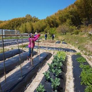 里山で、貸し農園野菜作り