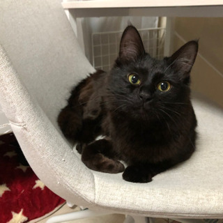 1歳のやや長毛の黒猫ちゃん 里親さん募集