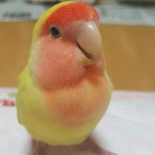 コザクラインコ探しています - 丸亀市