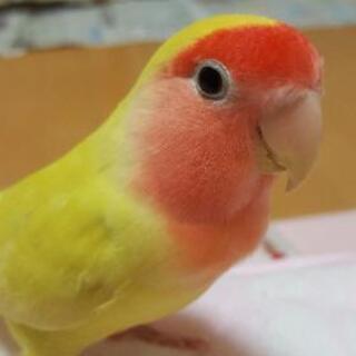 コザクラインコ探しています
