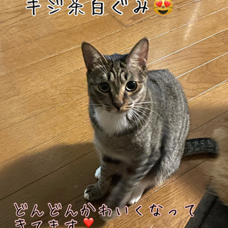 グミちゃん　里親様決定！！